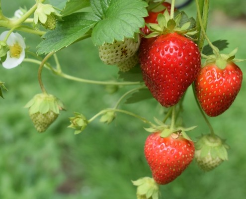 strawberry seeds