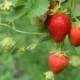 strawberry seeds