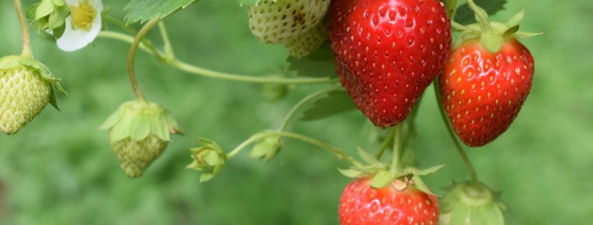 strawberry seeds