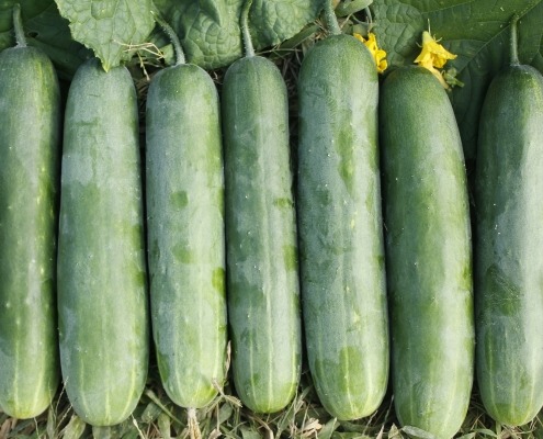 cucumbers