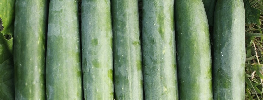 cucumbers